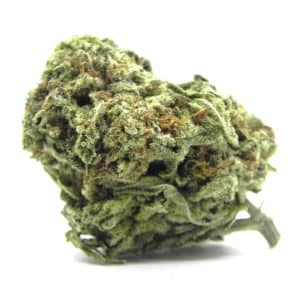 jack herer sativa weed strain 1200