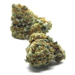 wagyu indica weed strain