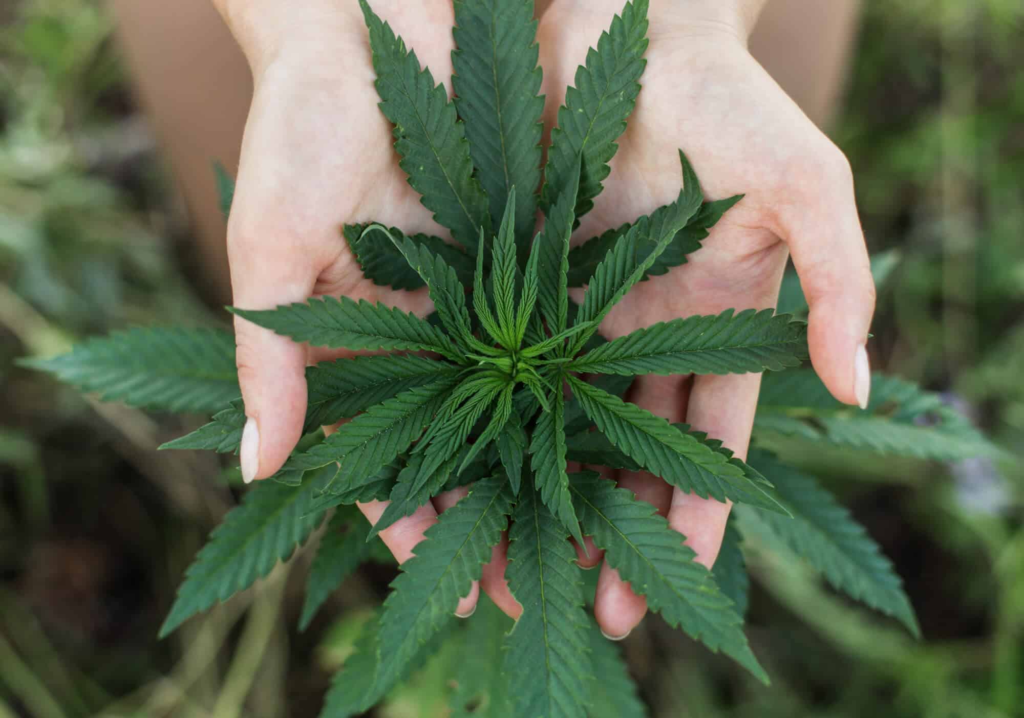 medical benefits of sativa