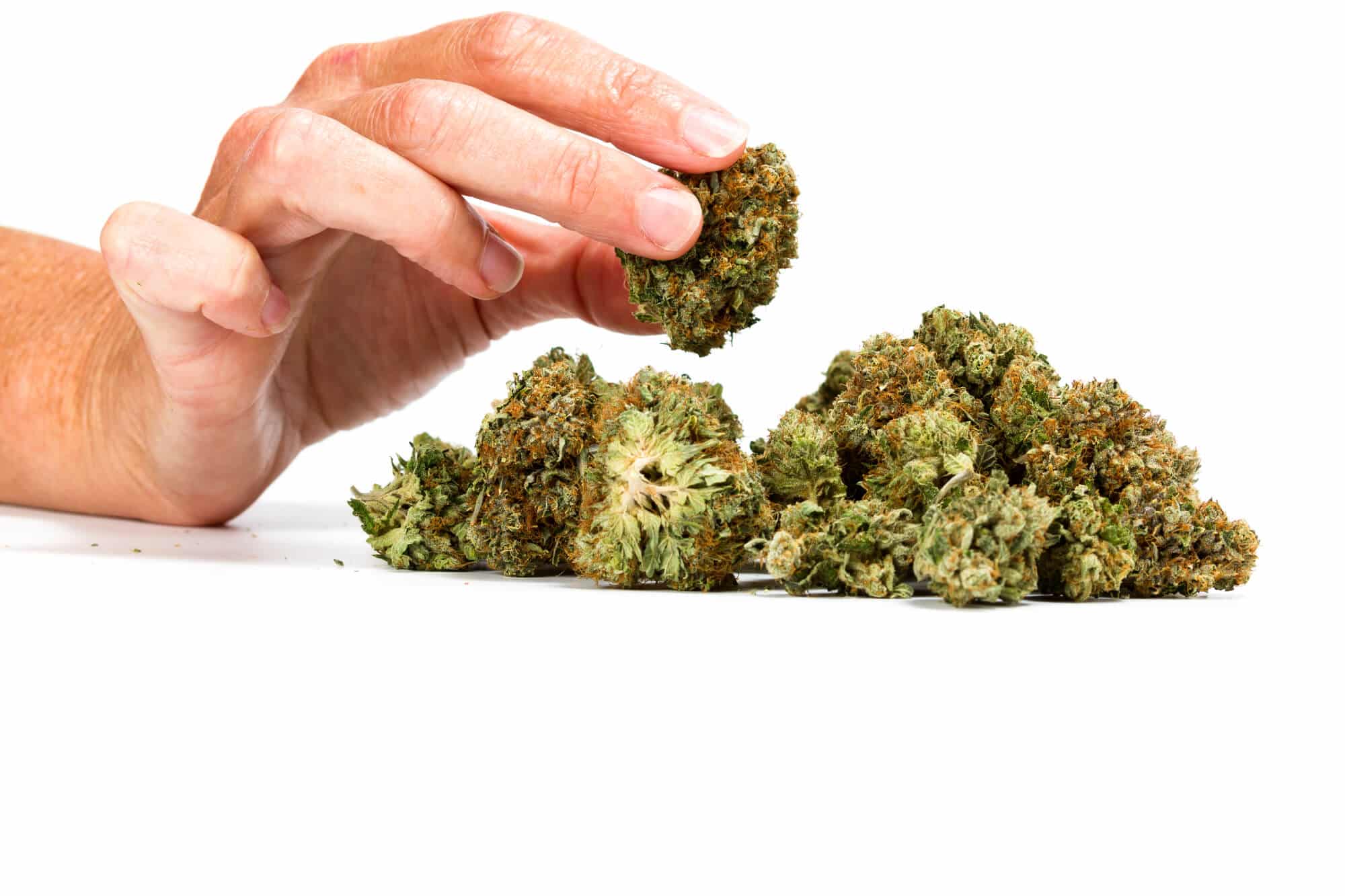 choosing the right weed cannabis strain in burlington