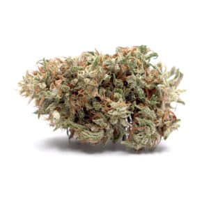 black seal hybrid weed strain