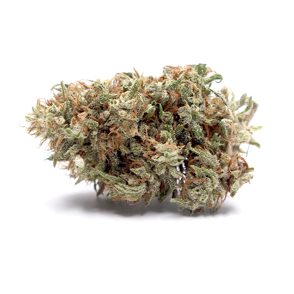 black seal hybrid weed strain