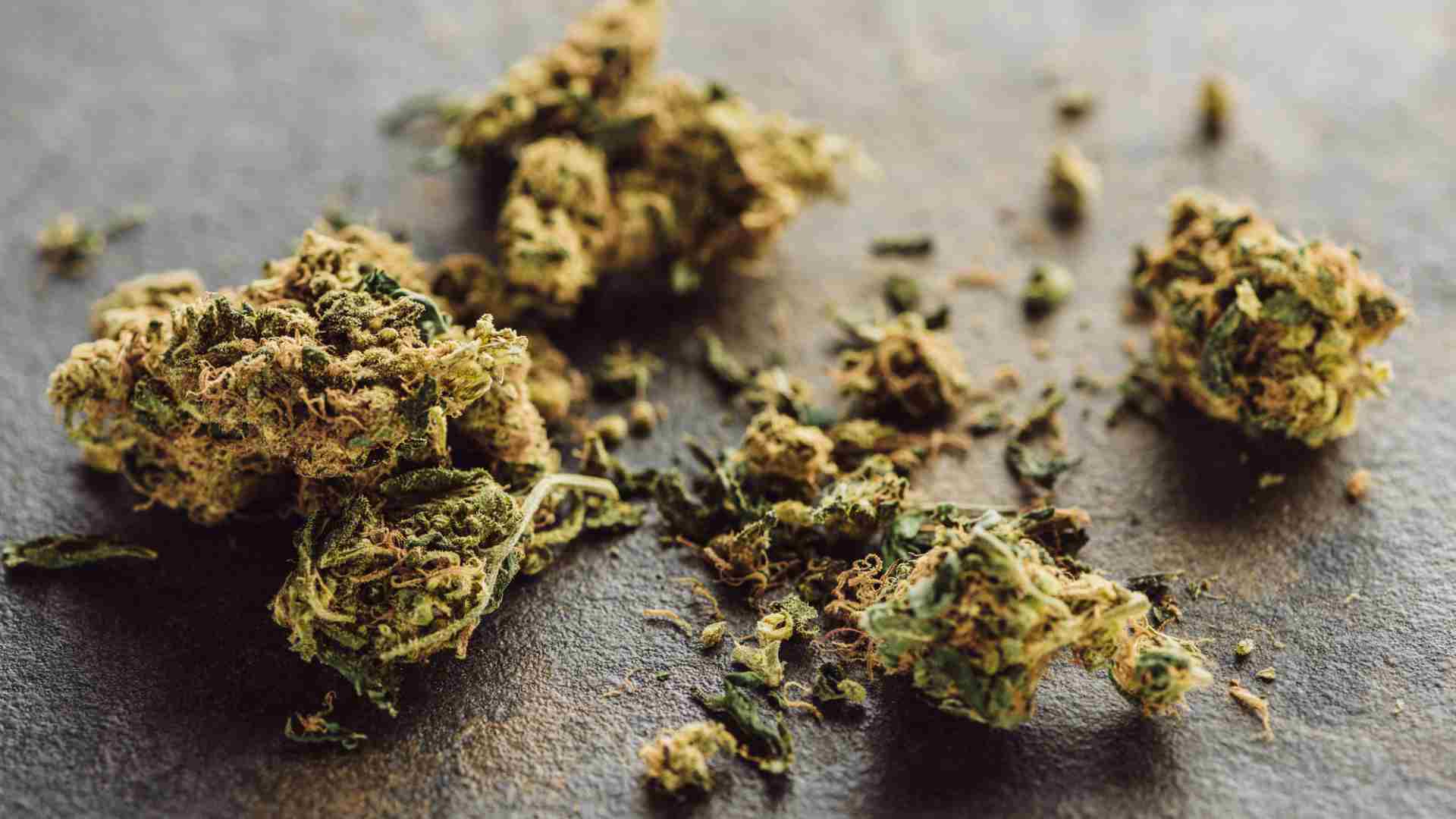 discovering the green alternative why marijuana trumps alcohol