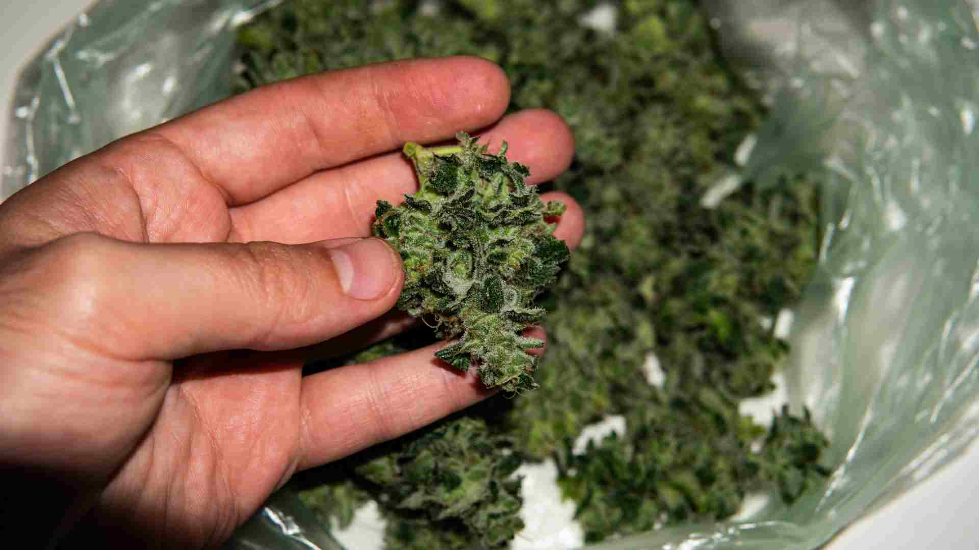 top 7 medical cannabis strains to know about in oakville