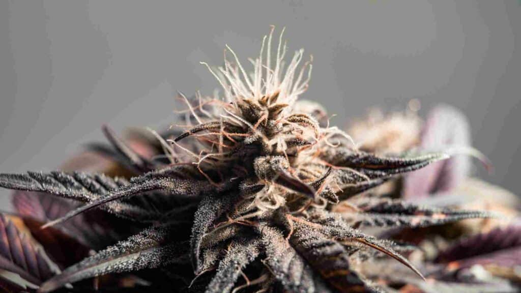 unlocking the mystique of granddaddy purple a comprehensive connoisseurs guide