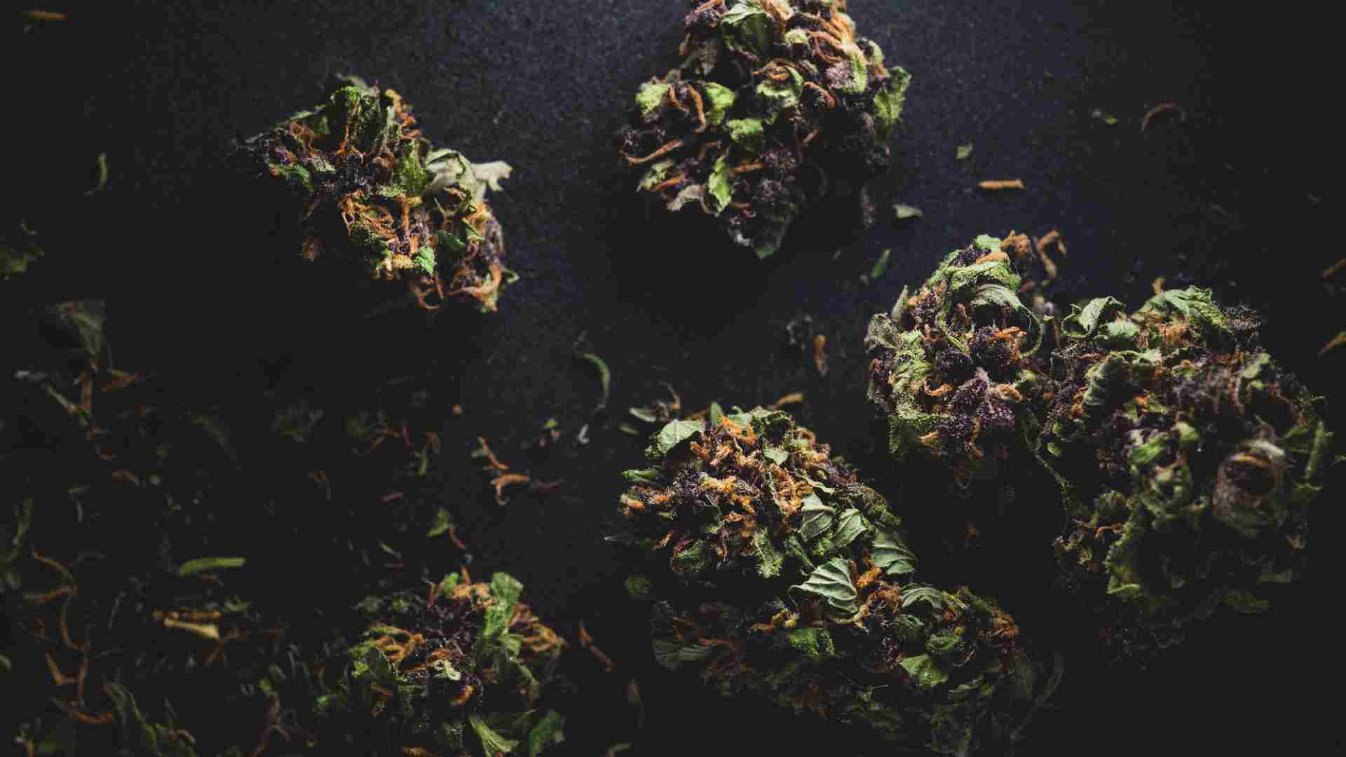 the canna curious guide demystifying medical marijuana for beginners in canada